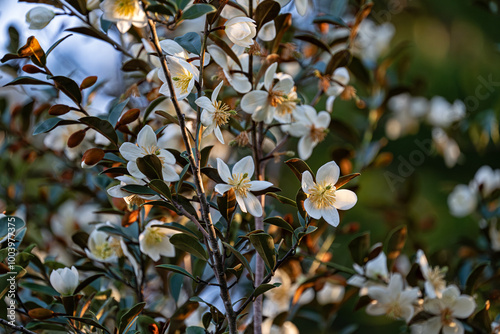 White flower - Magnolia Laevifolia