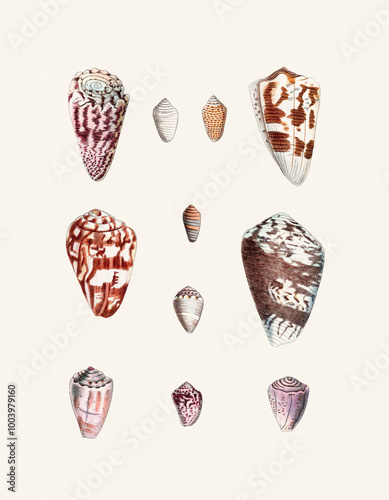 Seashell Set. Illustration of a collection of seashells. Created with watercolor and ink on a light beige backdrop.