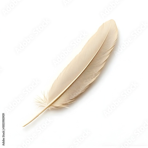 Graceful Quill Feather with Pointed Tip on Pristine White Background