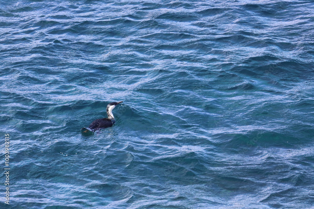 Naklejka premium black-faced shag