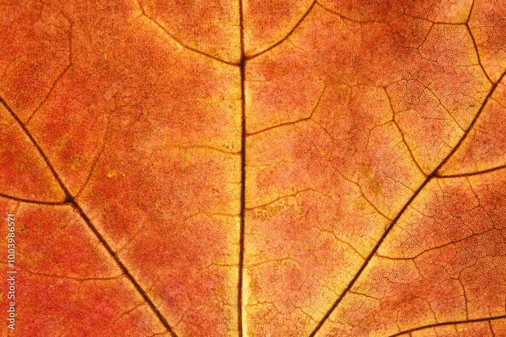 Fototapeta premium Macro photography of the texture of an autumn maple leaf. Close-up. Completely in focus.