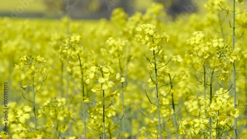 Canola strands photo