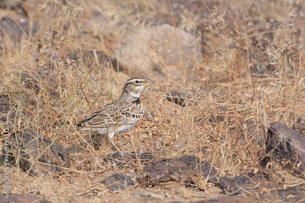 bimaculated lark or Melanocorypha bimaculata at desert national park, Rajasthan bimaculated lark or Melanocorypha bimaculata at desert national park, Rajasthan