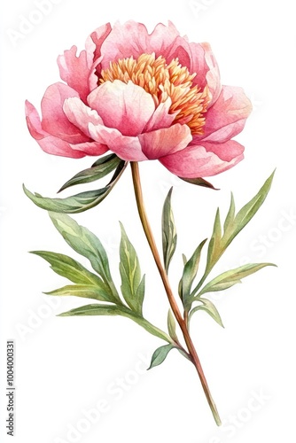 Elegant watercolor pink peony illustration