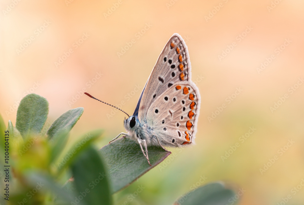 CloseUp Macro Photography of a Tiny Butterfly Natural Beauty Captured Up Close CloseUp Macro Photography of a Tiny Butterfly Natural Beauty Captured Up Close