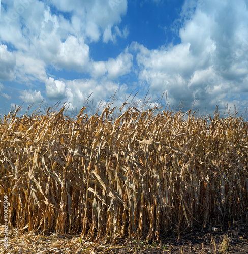 a corn field at harvest time, dry plants and a beautiful sky with clouds