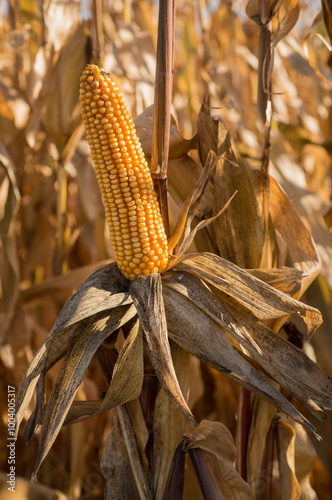 dry corn ready for harvest, yellow cobs in autumn season