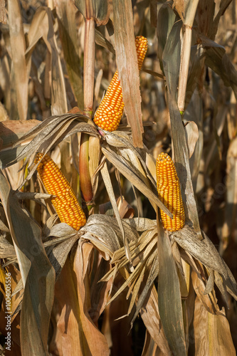 dry corn cobs and ripe ready to be harvested in the autumn season