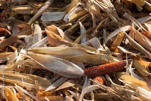 dew drops on cobs and husks close up in the field after harvesting corn,