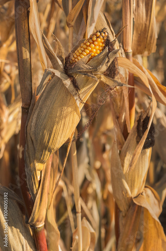 dry yellow corn cobs close up and husks, ready for harvest in autumn