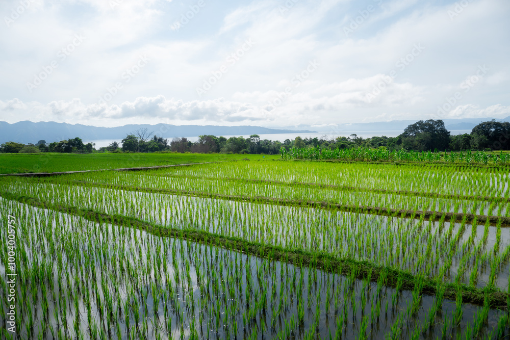 rice field rice field