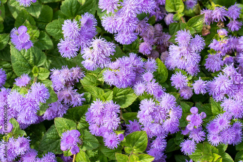 Beautiful flowers of flossflower, blue mink or blueweed (Ageratum houstonianum) photo