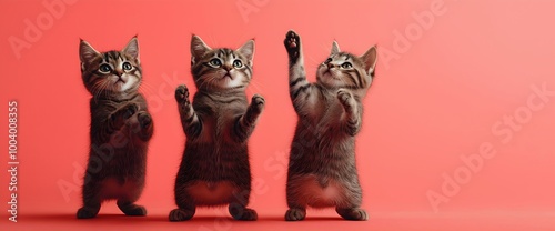 Playful tabby kittens standing on hind legs with raised paws against coral background photo