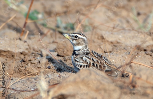 Billede på lærred bimaculated lark or Melanocorypha bimaculata at desert national park, Rajasthan