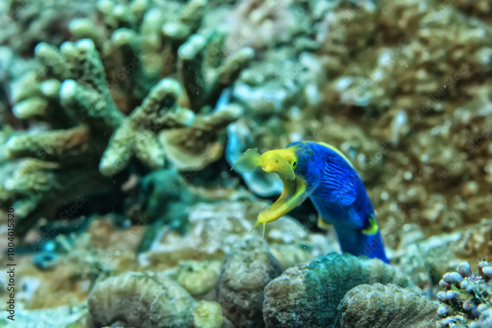 Fototapeta premium ribbon moray eel fish reef tropical sea background