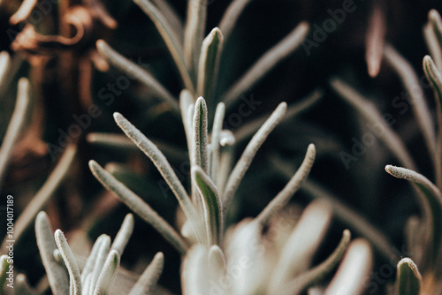 Close-up lavender seedlings growing in formal garden. Lavender plant with narrow green silver leaves, foliage. Perennial plants grow, care and seeding photo