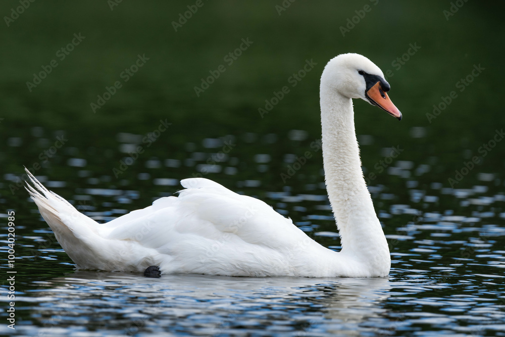 Swan male cob swimming in the water Swan male cob swimming in the water