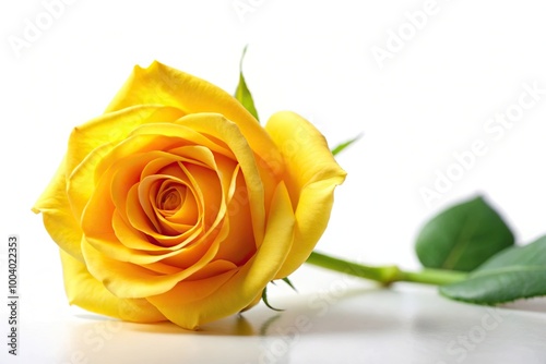 Yellow rose photographed from a low angle on white background