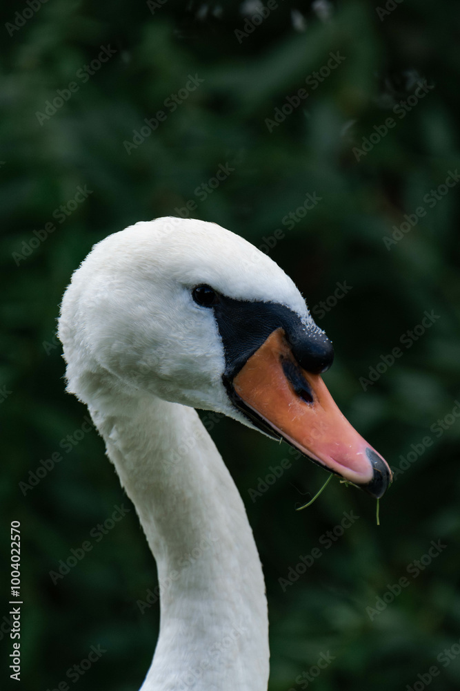 Swan male cob close-up Swan male cob close-up