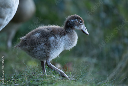 Baby egyptian goose walking on land photo