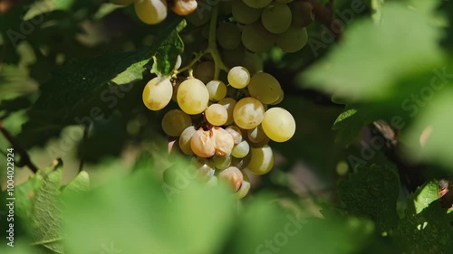Close up shot of a diseased grape cluster. Grape anthracnose, sour rot.