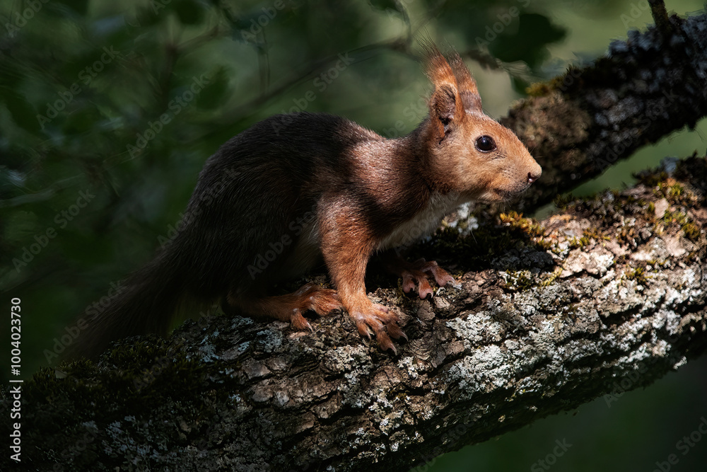 Alert Squirrel Perched on a Tree Branch in Nature Alert Squirrel Perched on a Tree Branch in Nature