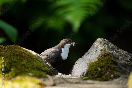 Aquatic Dipper Bird with Prey on Riverbank Rock photo