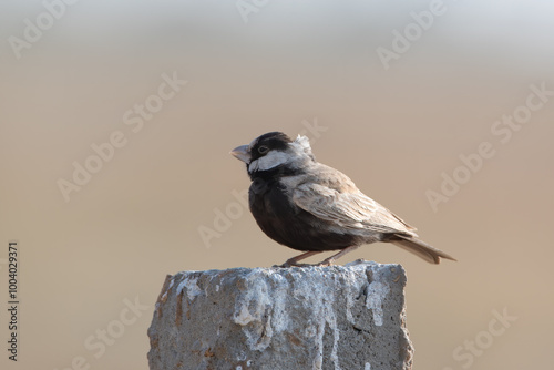 black-crowned sparrow-lark or Eremopterix nigriceps desert national park, India photo