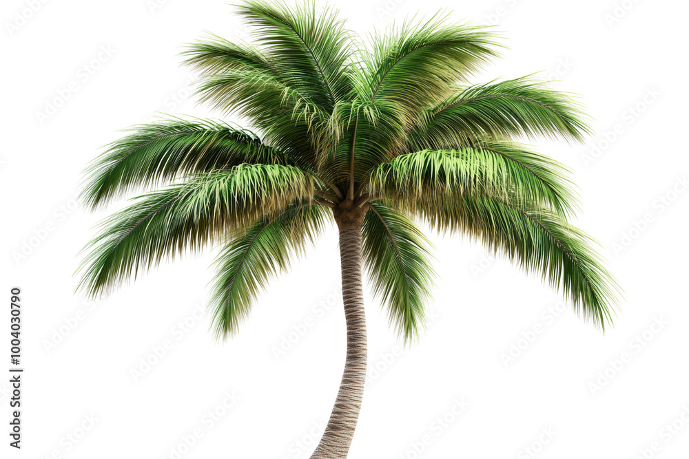Tropical palm tree with long fronds ,Isolated on transparent background Tropical palm tree with long fronds ,Isolated on transparent background