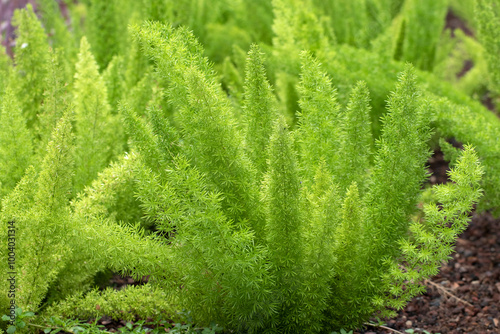 Asparagus fern, foxtail fern  or plume fern (Asparagus densiflorus) in a garden photo