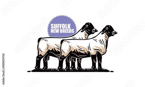 SUFFOLK SHEEP NEW BREED IN FARM POSTER, silhouette of great ram standing vector illustrations