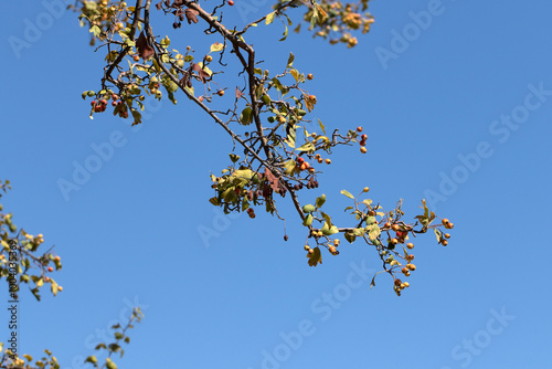 A branch of tansy-leaved thorn (Crataegus tanacetifolia) with its leaves and yellow apples