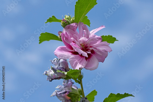 Flowers of a pinkish purple blooming double Syrian hibiscus rose (Hibiscus syriacus) in a city park photo