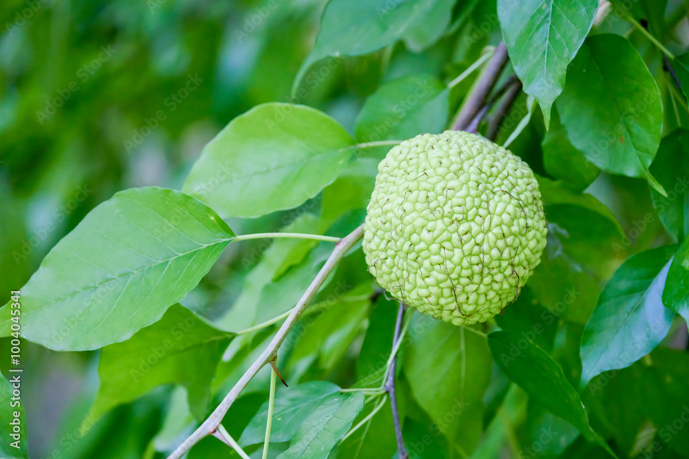 the fruit of the tree (Maclura pomifera) the fruit of the tree (Maclura pomifera)