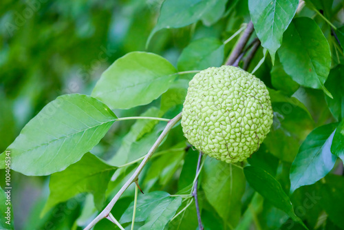 the fruit of the tree (Maclura pomifera) photo