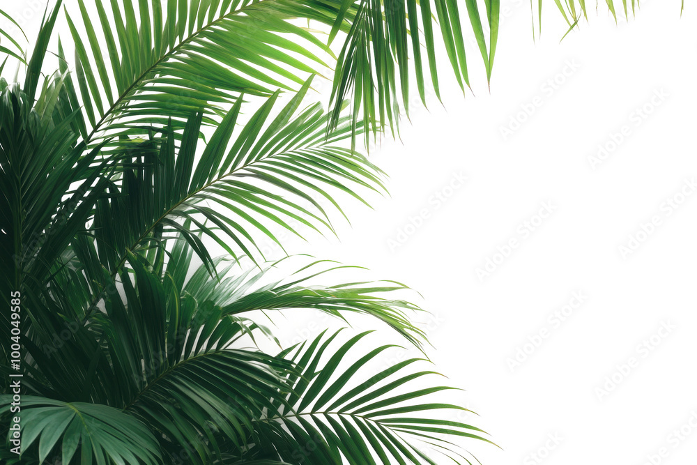 palm tree isolated on white background palm tree isolated on white background