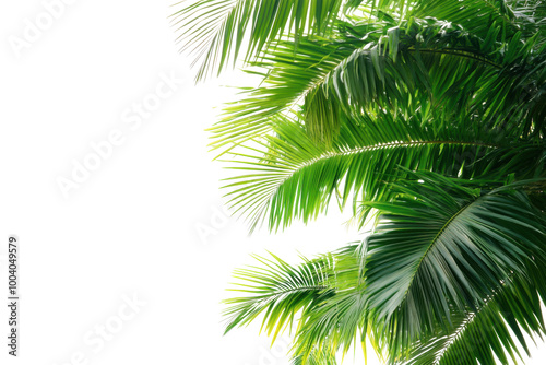 palm tree isolated on white background