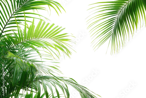 palm tree isolated on white background photo