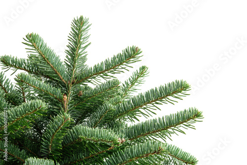 christmas tree branches