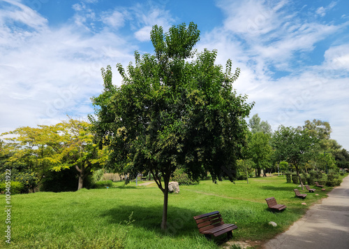 A well grown tree of the broad-leaf privet (Ligustrum lucidum) in Mediterranean region in autumn