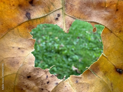 Fotografie autumn leaf with a heart-shaped hole