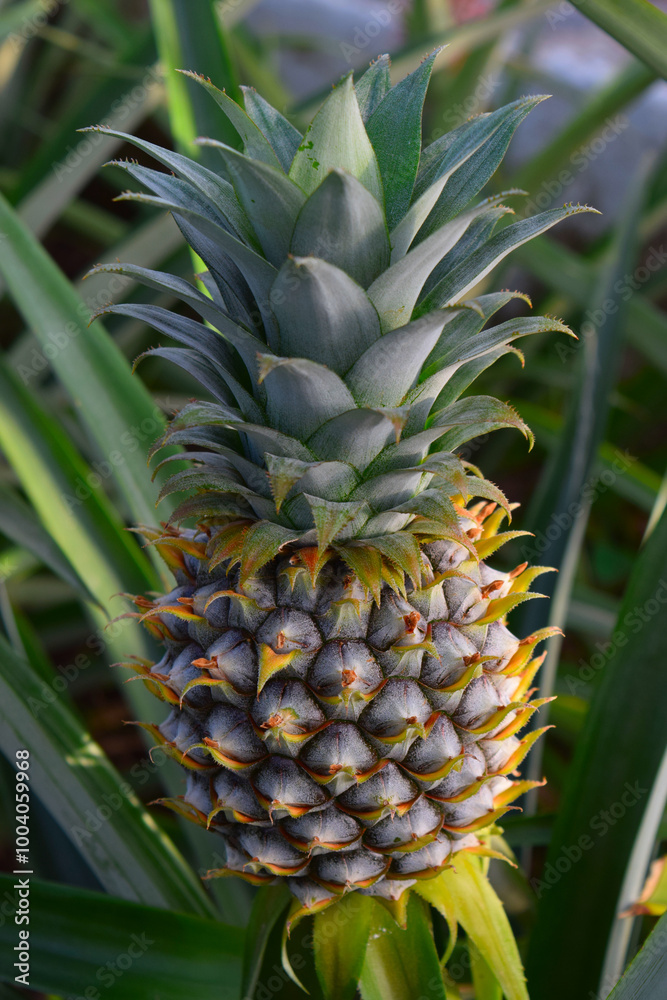Close-up of beautiful pineapple in pineapple plantation Sao Miguel Close-up of beautiful pineapple in pineapple plantation Sao Miguel