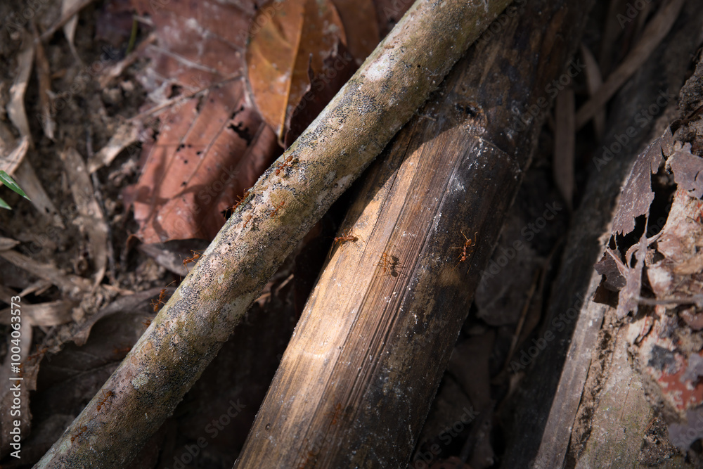 Close-up of ants on a tree. Large termite mound in the rainforest. Selective focus. Close-up of ants on a tree. Large termite mound in the rainforest. Selective focus.