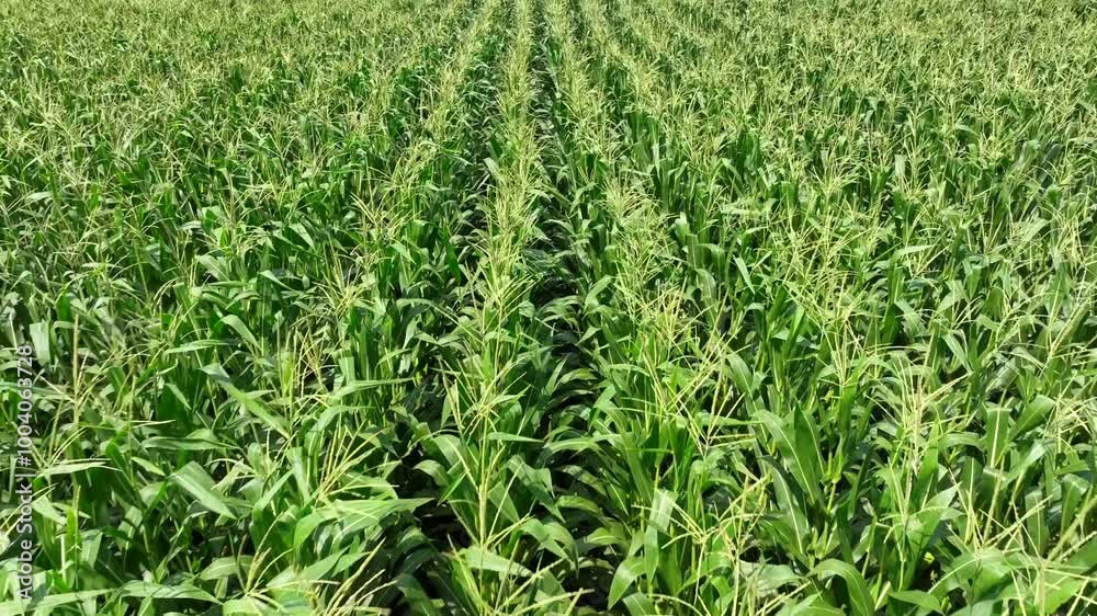 Slow low angle flight over growing green maize field on sunny day in USA. American countryside in summer season. Large and long rows of planted corn crop. Slow low angle flight over growing green maize field on sunny day in USA. American countryside in summer season. Large and long rows of planted corn crop.