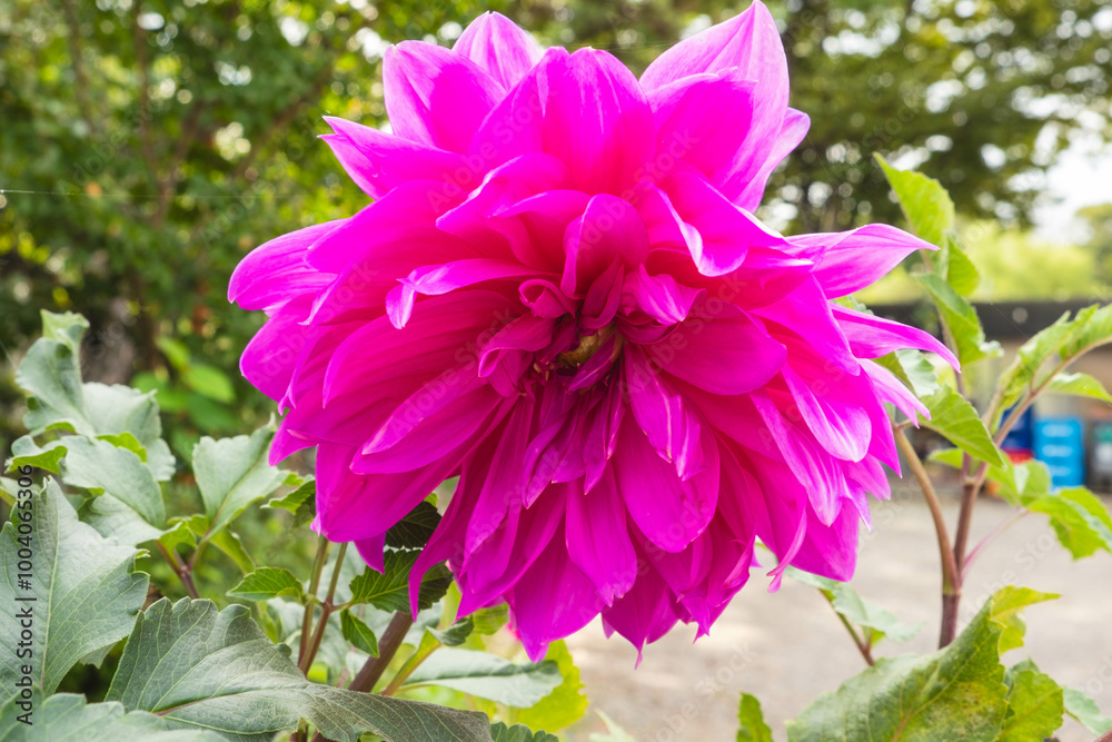 Obraz premium Vibrant Dahlias Blooming in a Colorful Garden