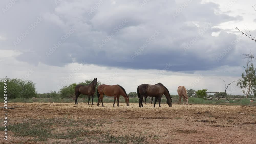 Wild Australian horses wildlife North Queensland farmland farm domestic animal Wild Australian horses wildlife North Queensland farmland farm domestic animal