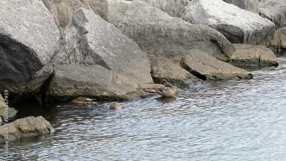 Ducks Preen and Eat on Rocky Shore of Lake Huron in the Summer in Michigan Ducks Preen and Eat on Rocky Shore of Lake Huron in the Summer in Michigan