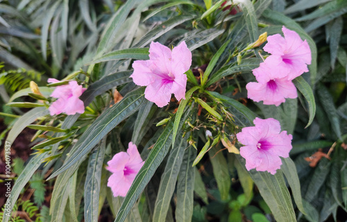 Pnk blooming Mexican petunia (Ruellia brittoniana) in apark in autumn photo