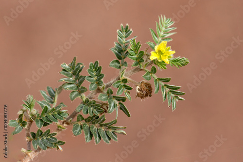 Flower and leaves of the tribulus herb in autumn