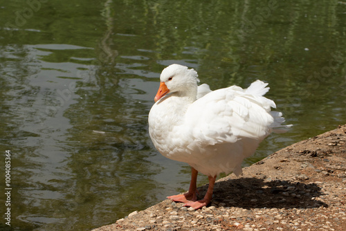 A cute white goose by the side of a lake in a city park photo